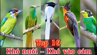 Top 10 Loài Chim Cảnh nổi bật  Rất khó nuôi và khó vào cám sinh sống tại Việt Nam || Đạt Bird TV