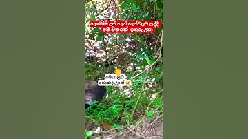 තව මේ වගේ කී දෙනෙක් ඉන්න ඇතිද. 😢 #flood #jaela #nature #viral #viralvideo #rain #foryou