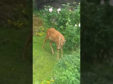 Video: Spiser rådyr krokus?