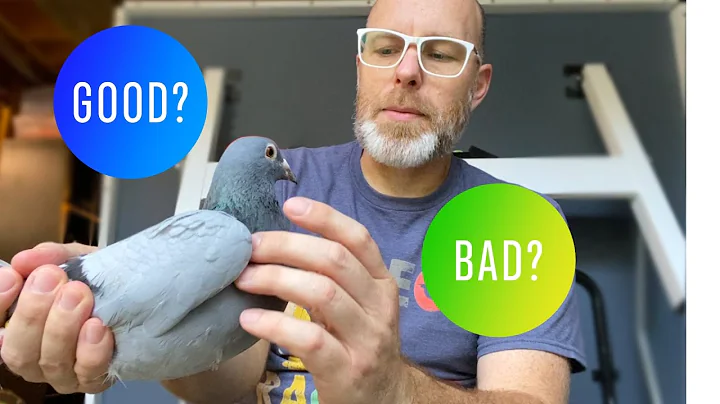 How to select quality racing pigeons | How to judge a racing pigeon - DayDayNews