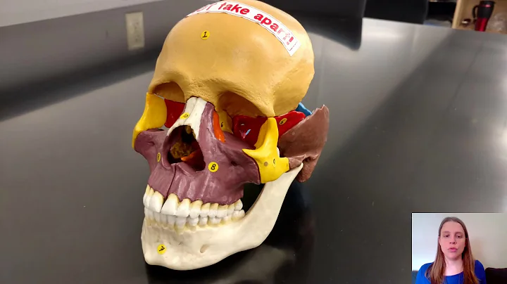 Bones of the cranium and face