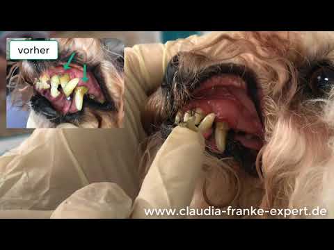 Video: Können Sie eine Ultraschall-Zahnbürste für einen Hund verwenden?