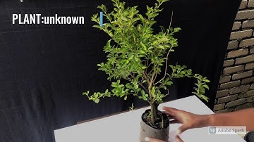 Twin Trunk Bonsai "Sokan" Trial