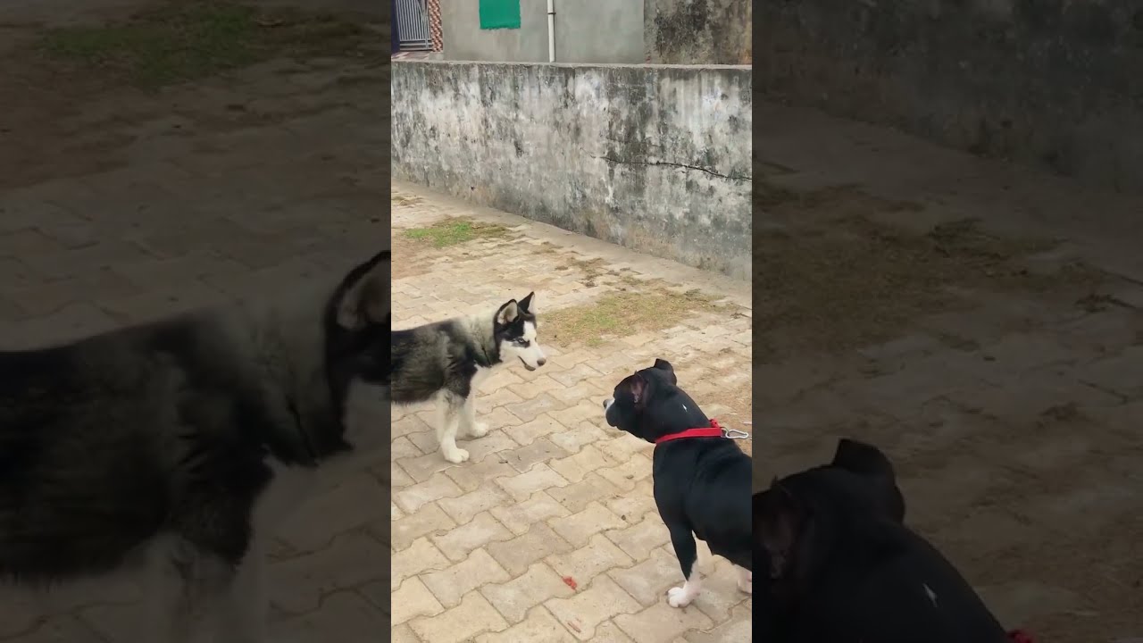  Pitbull Vs Husky Fight