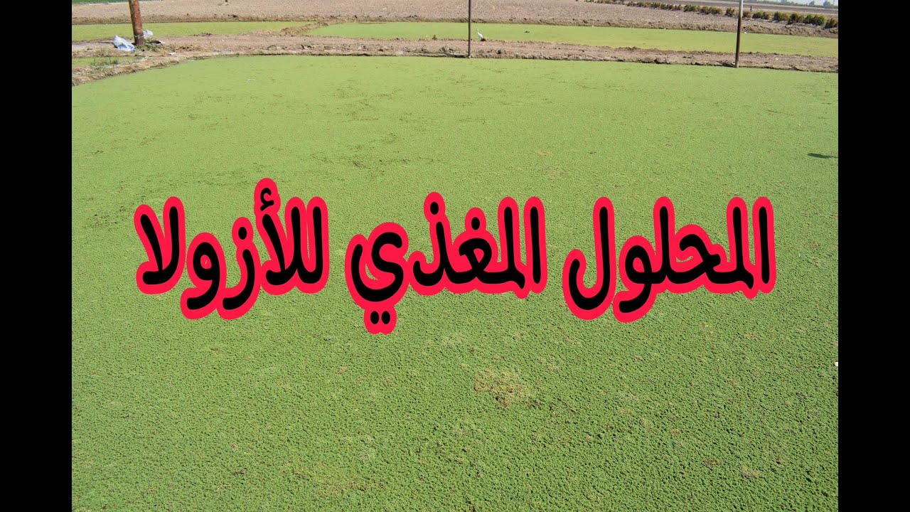 المحلول المُغذي للأزولا (تفاصيل هامة) لزيادة إنتاجية الأزولا