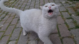 Angry White Cat Attacks those around her again