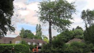 Cherry Tree Dismantle