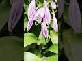 @Yarinka Fragrant blue Hosta. Хоста або хункія. #shorts #hosta #fragrantBlue #хоста #хункія