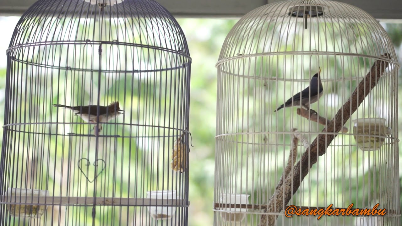 Yuhina Vs Rambatan Paruh Merah 
