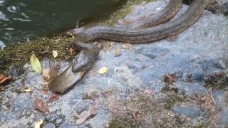 Змея Охотится На Рыбу