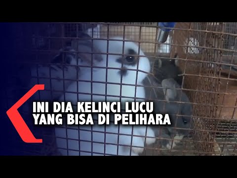 Video: Mengapa rubel semakin murah? Apa yang harus dilakukan jika rubel terdepresiasi? Nilai tukar rubel jatuh, konsekuensi apa yang diharapkan?