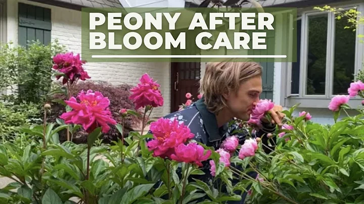 Peony After Bloom Care // SUB SPANISH - DayDayNews