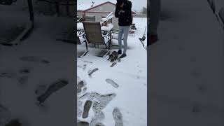 Precious Cat's Snow Confusion