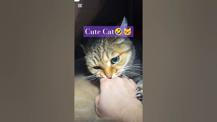 Video 6537351: cats cute funniest animals, laugh funniest cats