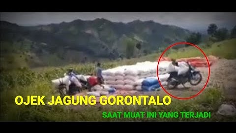 Ojek jagung gorontalo molombulahe @Hobi_ojekjagung_gorontalo  hobi ojek jagung gorontalo
