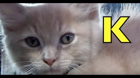 ALPHABET ANIMALS - PHONICS - ALPHABET SONG (Part 3)  Babies, Toddlers, Preschool, K & First