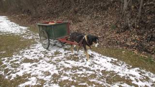 Greater Swiss Mountain Dog carting wood A