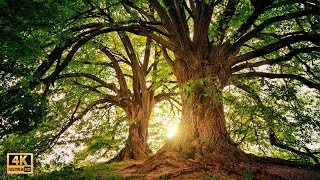 Tree Images - 4K Slideshow 1 Hour - Piano Music screenshot 1