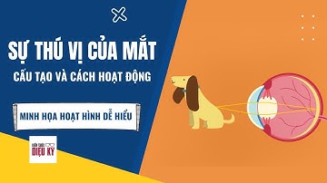 Cấu tạo của mắt và sự thú vị về cách mắt hoạt động | Minh họa hoạt hình dễ hiểu