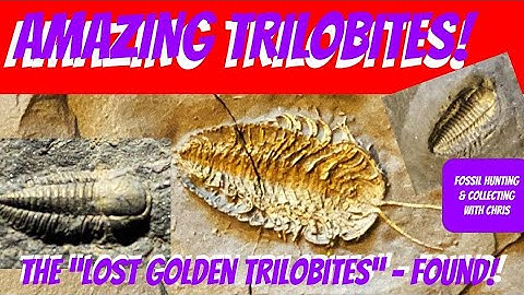 Amazing Trilobites! The Lost Golden Trilobites Found!   Fossil Hunting and Fossil Collecting w/Chris
