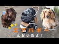 エアバギー買っちゃった♪【ペットバギー】【ミニチュアダックスフンド】