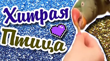 Самый УМНЫЙ ПОПУГАЙ!  САМЫЙ ХИТРЫЙ АЛЕКСАНДРИЙСКИЙ ПОПУГАЙ