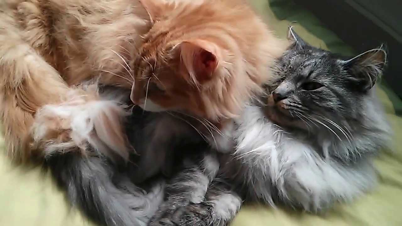 Cute Norwegian Forest Cats Cleaning Each Other, 10 months later. YouTube
