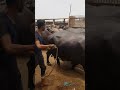 Rawar la gaye animalslover cow cattle