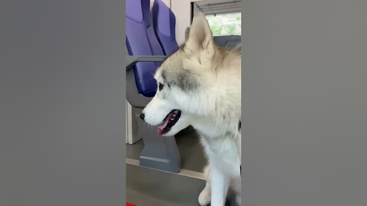 Il mio CANE prende il TRENO per la PRIMA VOLTA😱🐶🫢 #dog #cane #dogs #cani #treno