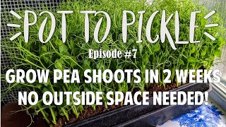 Grow Pea Shoots In 2 Weeks - No Outside Space Needed! 🌱 #PotToPickle Ep.7 by Leyla Kazim 1,405 views 3 years ago 20 minutes