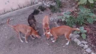 Puppies are eating breakfast together ❤️ by Hermenia Sacyap 8 views 5 hours ago 3 minutes, 13 seconds