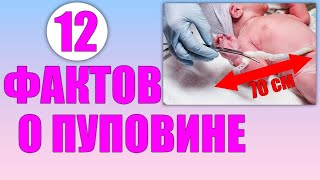 12 интересных фактов о пуповине | ЭТО ВЫ НЕ МОГЛИ ЗНАТЬ О ПУПОВИНЕ НОВОРОЖДЕННОГО