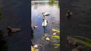 Cute adorable swans babies chicks cygnets | Swan family nature video