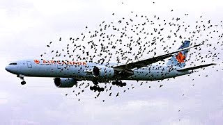 Vogel gegen Flugzeug - was passiert?!