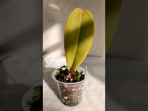 Video: Je orchidej pokojová rostlina?
