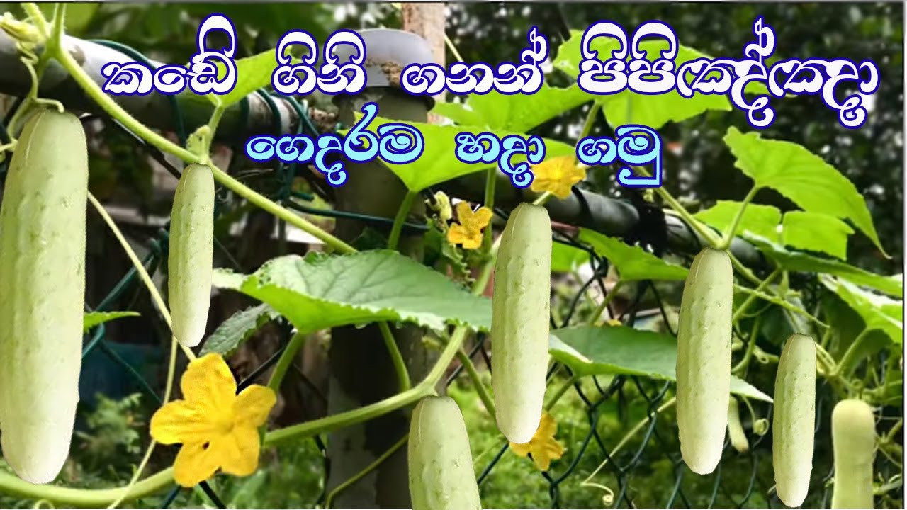 එලවලු ගනන් කාලේ පිපිඤ්ඤා මේ විදිහට හිටවමු |How to plant Cucumber | Agreen Agriculture