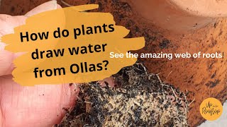 How Plant Roots Love Waterpot Olla Watering System