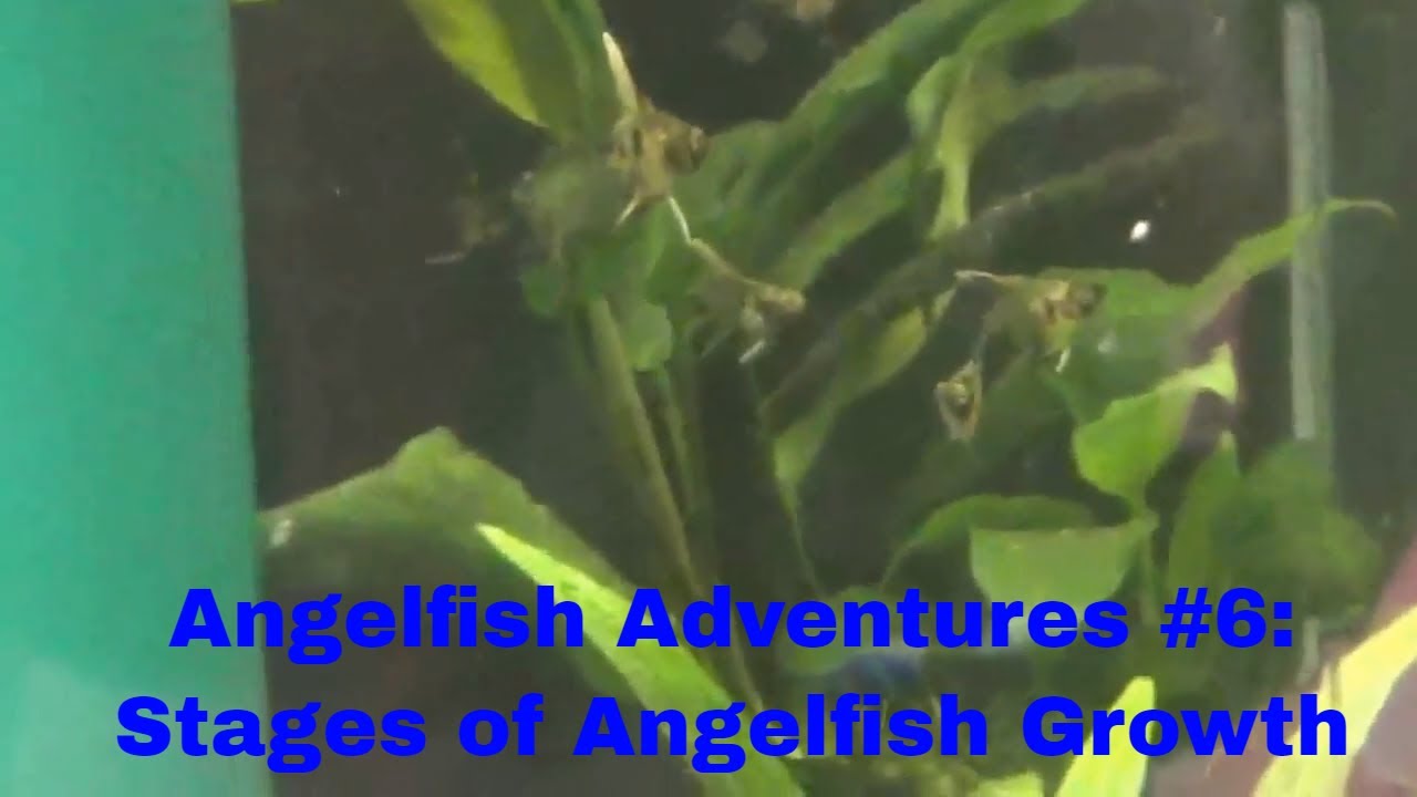 Angelfish Growth Chart