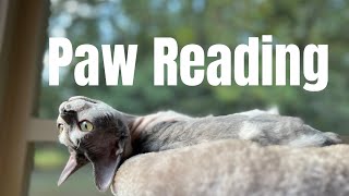 Paw reading Devon Rex cats #cat #foryou #devonrex #devonrexcat #kitten #paw #toebeans #palmreading by Yoko Kat 118 views 6 months ago 1 minute, 43 seconds