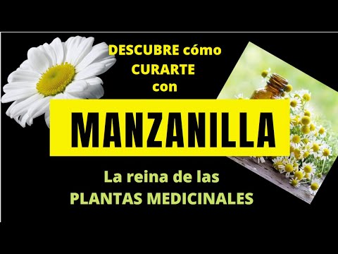 Video: Campo de flores de manzanilla: descripción y propiedades útiles