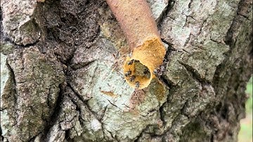 Assassin bugs use a tool to capture prey