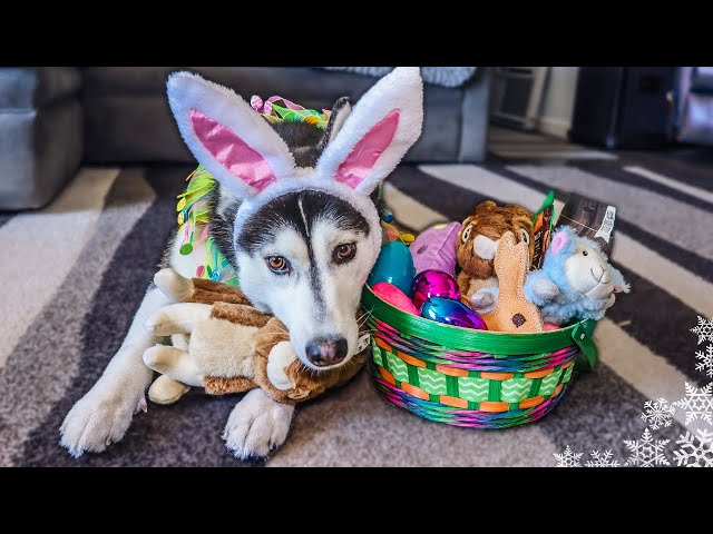 How to Make a Dog-Friendly Easter Basket - Living La Vida Holoka