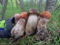Сбор грибов после дождя. Грибы 2019. Молодые подосиновики и подберезовики августа.