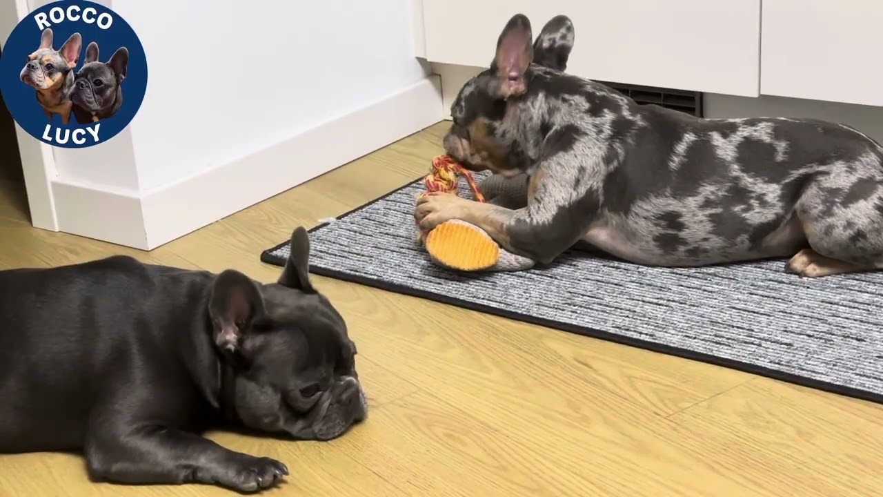 Dog TV: 20 Minutes of Happy Frenchies Non-Stop Playtime for Your Dog to Enjoy