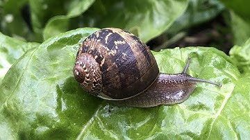 How to Control Snails and Slugs with an Organic DIY Beer Trap