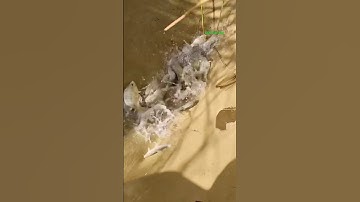 Cá Lớn - bẫy Cá Rô Phi bằng tấm vải Màn đơn giản 😱 #khacthuyvlogg