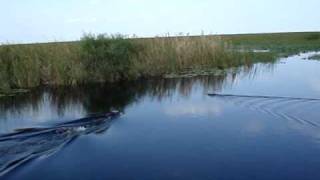 Alligator Eats Rabbit