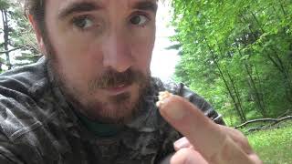 I ate ant eggs on my off-grid cabin writing retreat