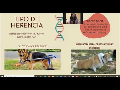 Video: Mielopatía Degenerativa En Perros