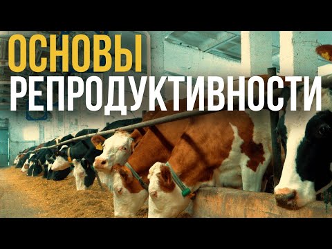 Воспроизводство - основа